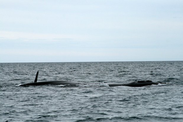 Baleine franche australe dans la péninsule Valdes