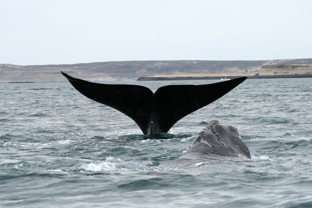 Baleine franche australe dans la péninsule Valdes