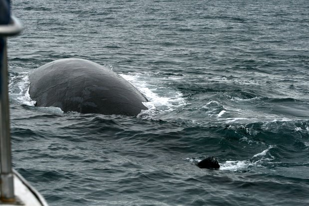Baleine franche australe. Péninsule Valdes.