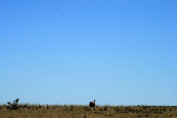 Nandou et ses petits dans la péninsule Valdes