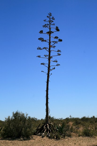 Inflorescence d'agave américain. Péninsule Valdes.