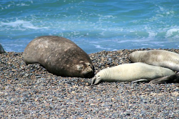 Eléphants de mer dans la péninsule Valdes