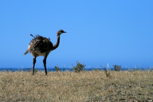 Nandu dans la péninsule Valdes