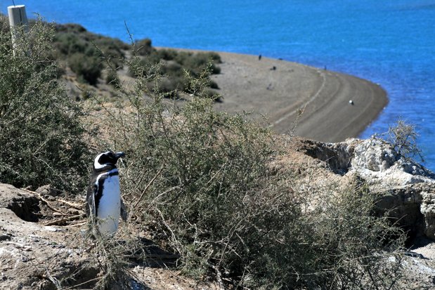 Manchot de Magellan sur la péninsule Valdes