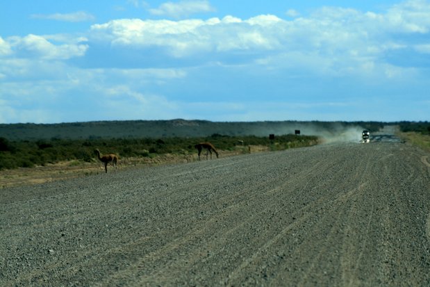 Lamas sur la piste de la Péninsule Valdes