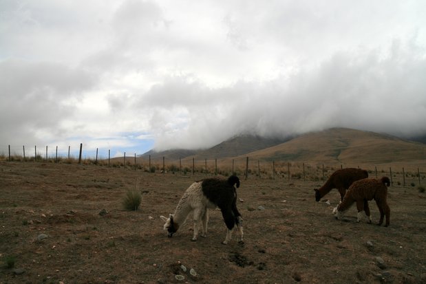 Lamas dans la région de Cafayate