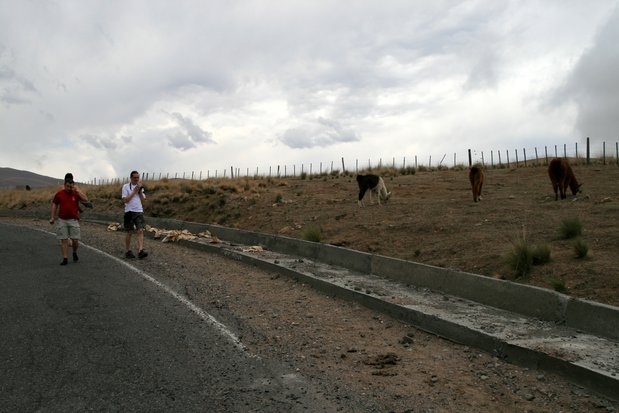 Lamas dans la région de Cafayate