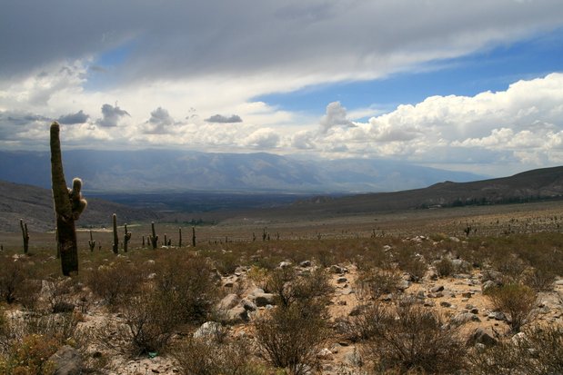 Cactus dans la région de Cafayate