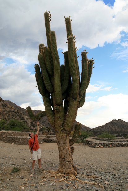 Cactus géant aux ruines de Quilmes