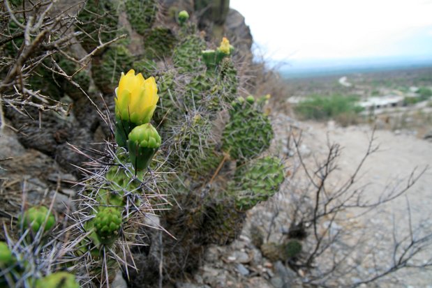 Fleur de cactus dans les ruines de Quilmes