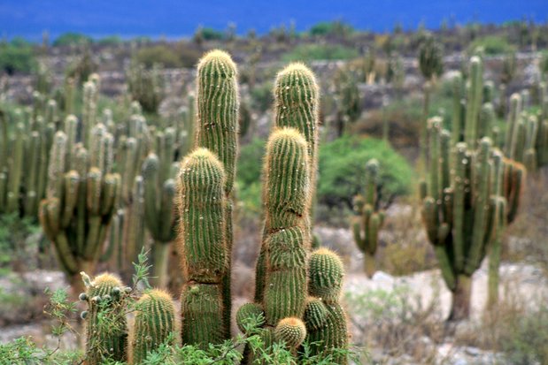 Cactus. Ruines de Quilmes.