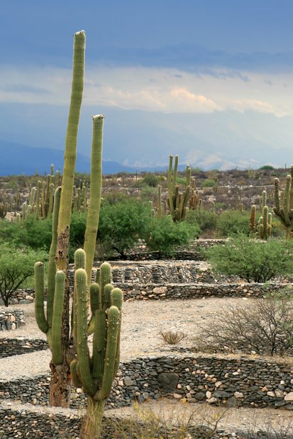 Cactus. Ruines de Quilmes.