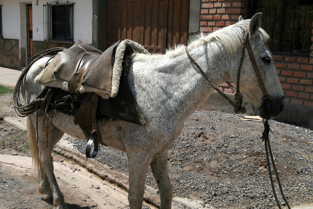 Cheval de gauchos dans la ville de la Viña