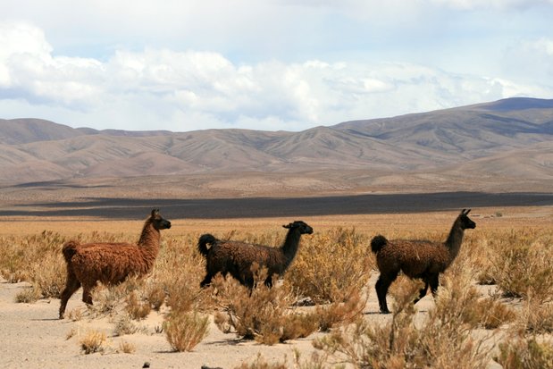 Trois Lamas dans le désert des Salinas Grandes