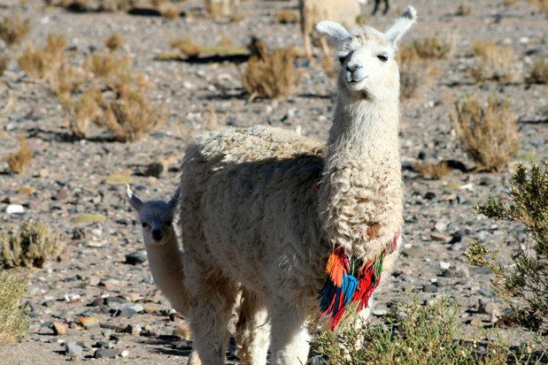 Lamas vers les Salinas Grandes