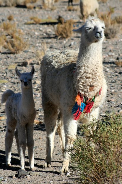 Lamas vers les Salinas Grandes