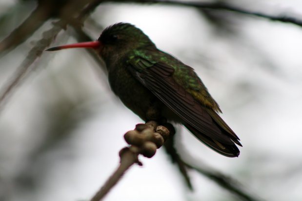 Colibri à Puerto Iguazu