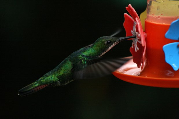 Colibri à Puerto Iguazu
