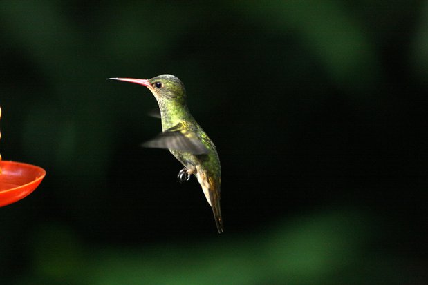Colibri à Puerto Iguazu