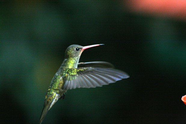 Colibri à Puerto Iguazu