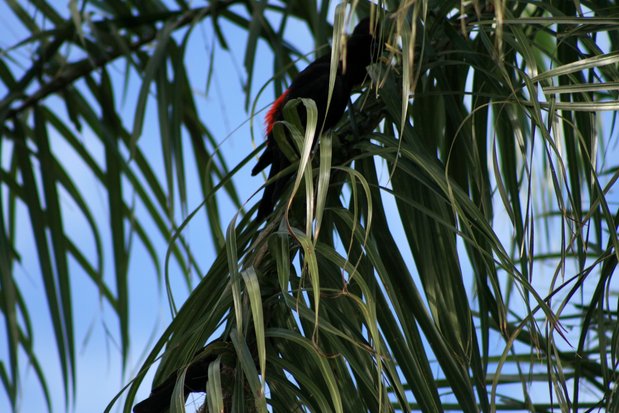 Oiseaux Cul-Rouge à dans la ville de Puerto Iguazu