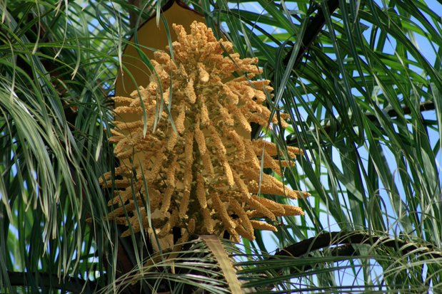 Fleur de palmier dans la ville de Puerto Iguazu