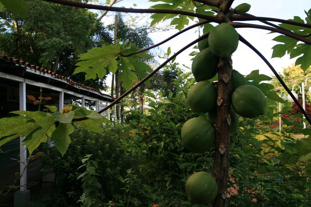 Un papayer aux 3 frontières d'Argentine, Paraguay et Brésil