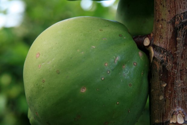 Une papaye aux 3 frontières d'Argentine, Paraguay et Brésil