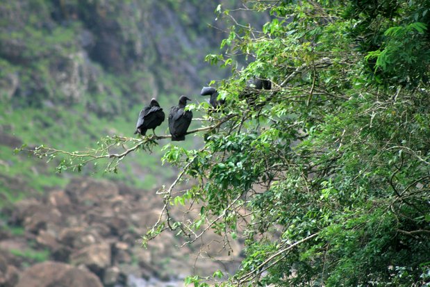 Urubus noirs. Chutes d'Iguazu.