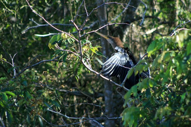 L‘Anhinga d'Amérique (Anhinga anhinga). Iguazu.