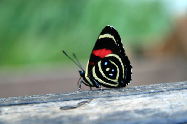 Papillon. Chutes d'Iguazu. Brésil.