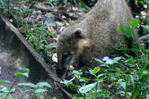 Coati. Chutes d'Iguazu. Brésil.