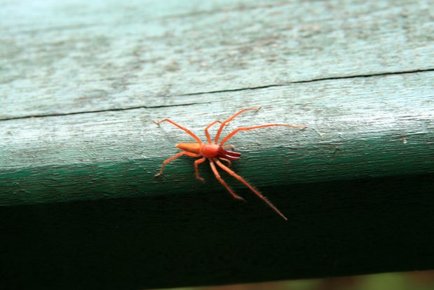 Araignée orange au chutes d'Iguazu côté Brésil