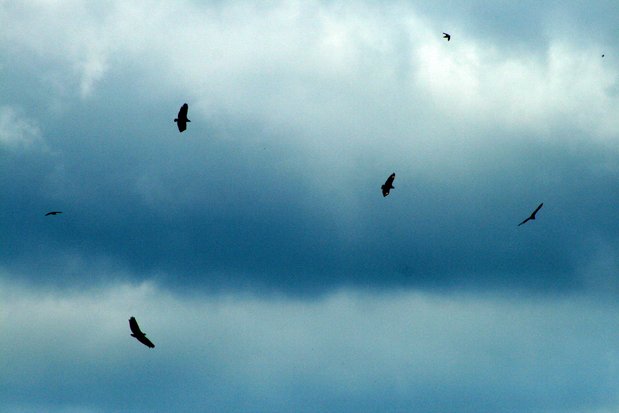 Condors des Andes. Chutes d'Iguazu.