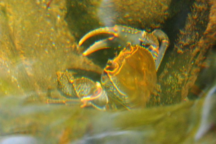 Crabe dans la rivière de Cardamome