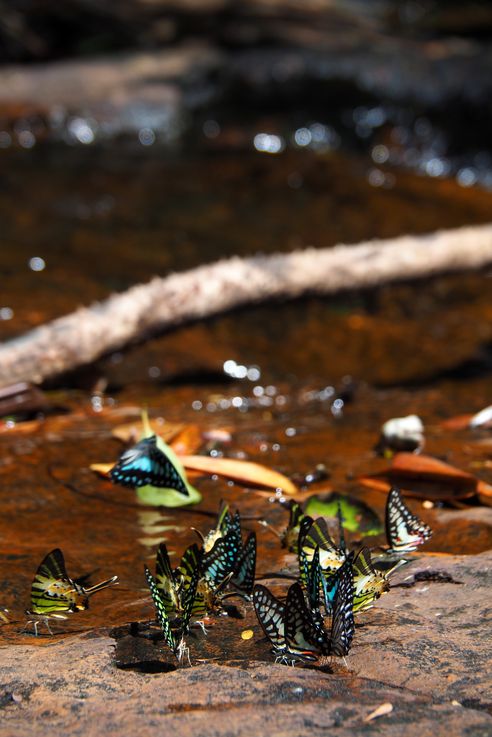 Papillons Graphium doson dans la jungle de Cardamome