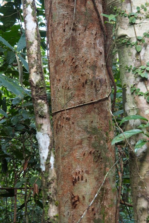 Griffes d'ours malais  dans la jungle de Cardamome