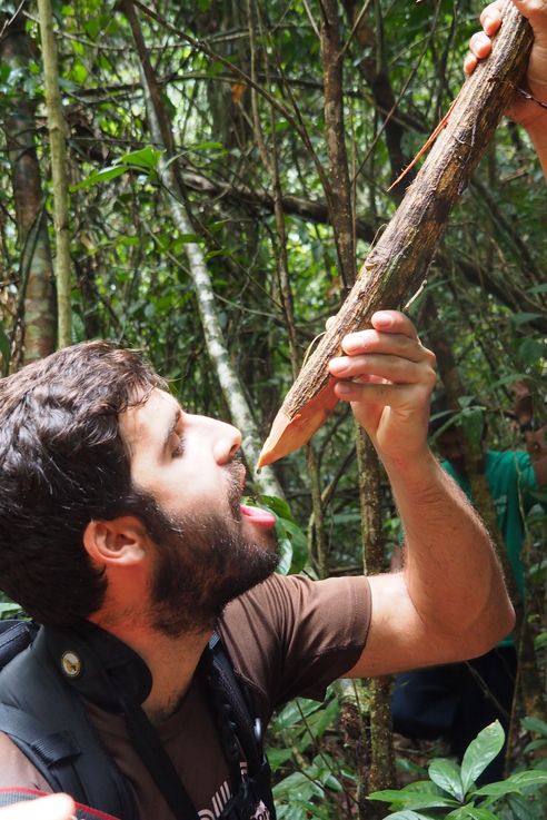 Jon boit l'eau de l'arbre à eau dans la jungle de Cardamome