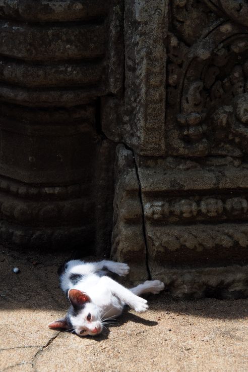 Chat blanc au temple Wat Nokor