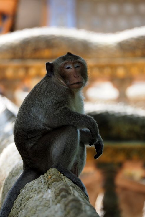 Macaque crabier sur Phnom Pros, la colline aux hommes