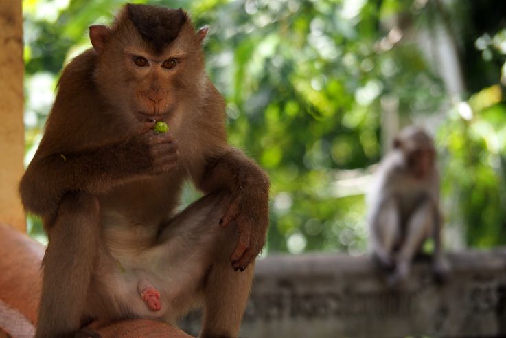 Macaque crabier sur Phnom Pros, la colline aux hommes