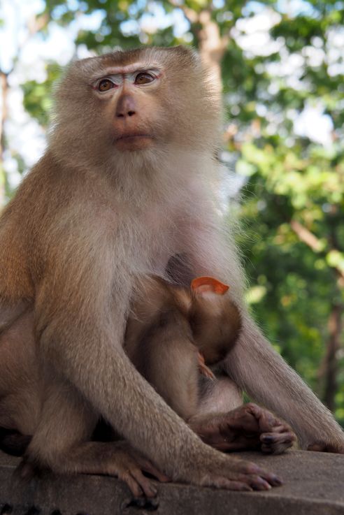 Macaque crabier sur Phnom Pros, la colline aux hommes