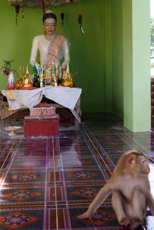 Macaque crabier au Phnom Srei, la colline aux femmes