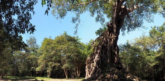 le temple Sambor Prei Kuk