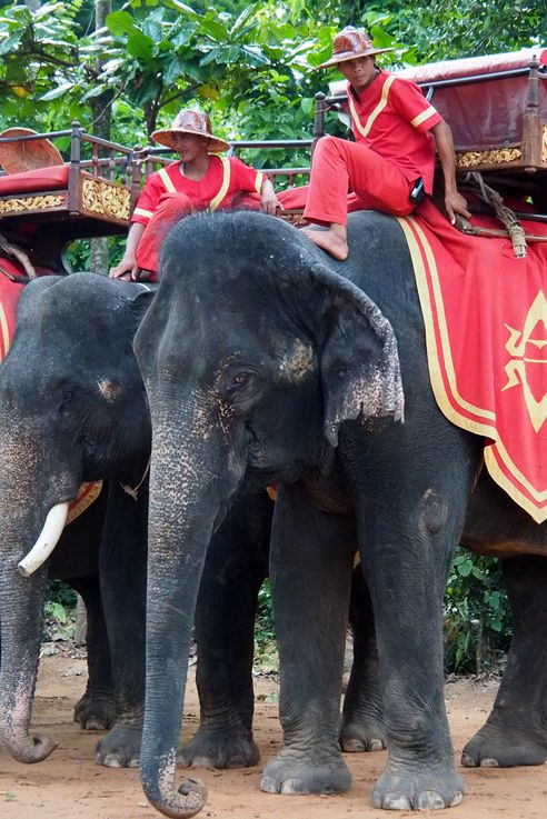 Les éléphants d'Angkor