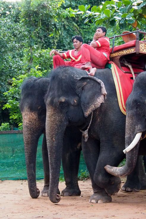 Les éléphants d'Angkor