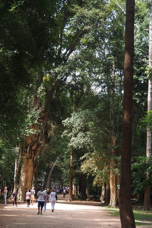 Le temple d'Angkor Ta Prohm