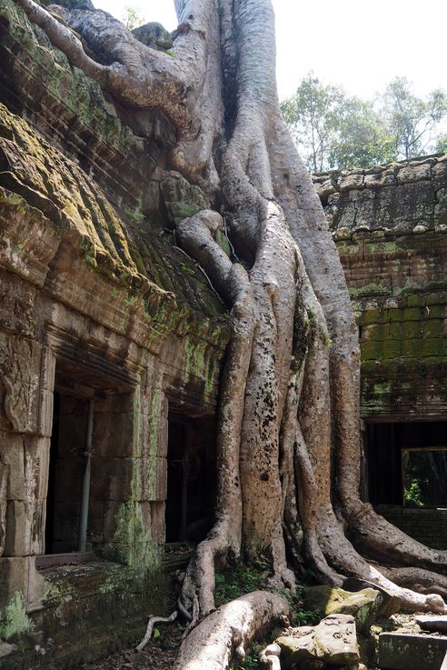 Le temple d'Angkor Ta Prohm