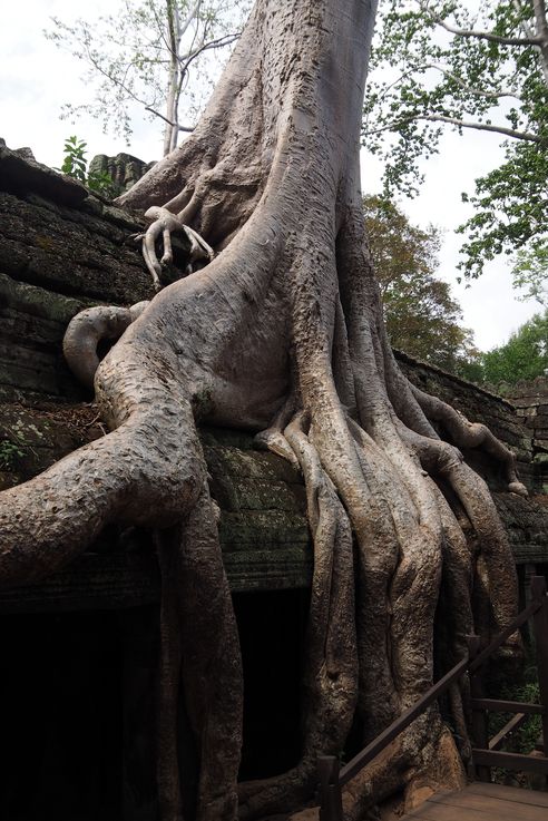 Le temple d'Angkor Ta Prohm