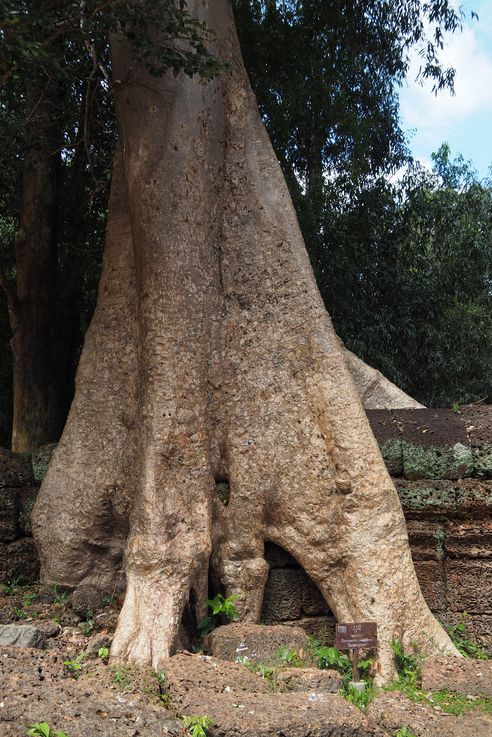 Le temple d'Angkor Ta Prohm